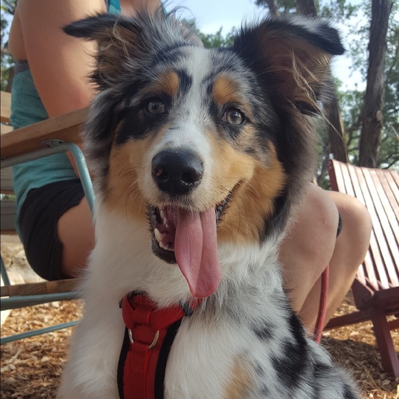 Meet your Posher, Danielle - Picture 4 of 8